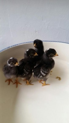 2018-02-09 17.25.54.jpg (34.48 KiB) Osservato 963 volte 2018-02-09 17.25.54.jpg