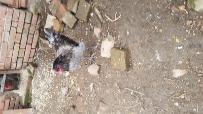 20181202_150713.jpg (113.33 KiB) Osservato 842 volte 20181202_150713.jpg