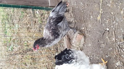 20181202_150741.jpg (138.87 KiB) Osservato 842 volte 20181202_150741.jpg