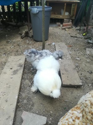 IMG_20200417_130837.jpg (114.81 KiB) Osservato 799 volte IMG_20200417_130837.jpg