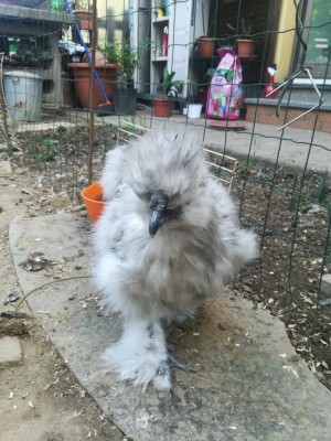 IMG_20200417_130849.jpg (128.64 KiB) Osservato 799 volte IMG_20200417_130849.jpg