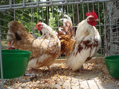 Serama2 polli.JPG (246.46 KiB) Osservato 1865 volte Serama2 polli.JPG