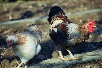 gal5.jpg (72.31 KiB) Osservato 1029 volte gal5.jpg