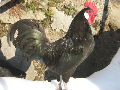 006.JPG (181.01 KiB) Osservato 1517 volte 006.JPG