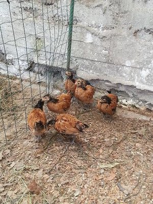 20130512_164739.jpg (95.68 KiB) Osservato 844 volte 20130512_164739.jpg