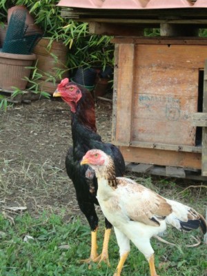 DSC03474.JPG (117.13 KiB) Osservato 931 volte DSC03474.JPG