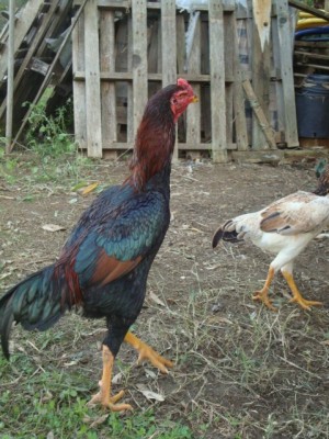 DSC03476.JPG (125.49 KiB) Osservato 931 volte DSC03476.JPG