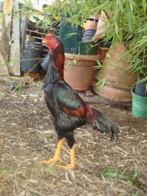 DSC03479.JPG (125.42 KiB) Osservato 931 volte DSC03479.JPG