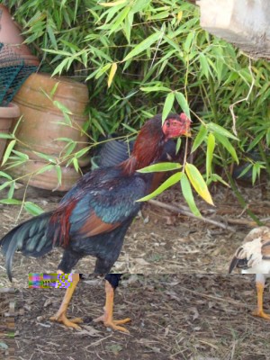 DSC03480.JPG (124.52 KiB) Osservato 931 volte DSC03480.JPG