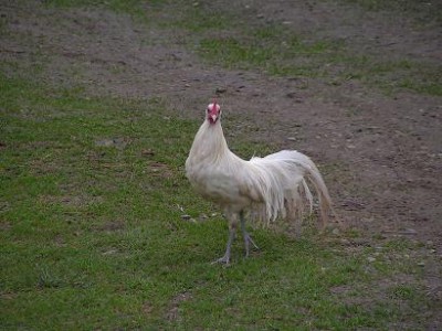 1.jpg (29.03 KiB) Osservato 1427 volte 1.jpg