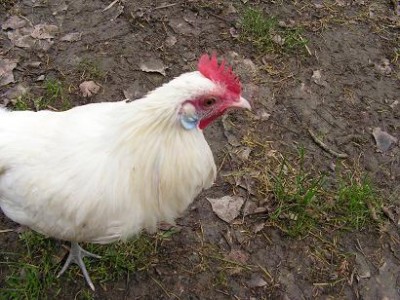 3.jpg (38.08 KiB) Osservato 1427 volte 3.jpg