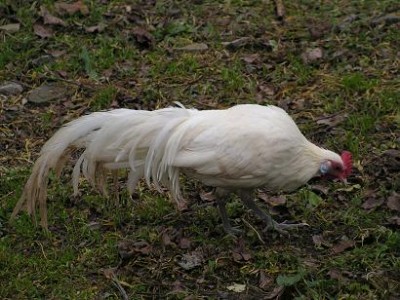 4.jpg (36.23 KiB) Osservato 1427 volte 4.jpg