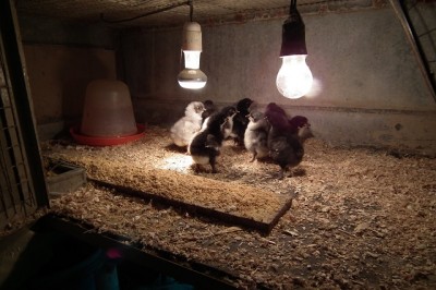 008.JPG (156.3 KiB) Osservato 1152 volte 008.JPG