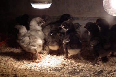 009.JPG (149.18 KiB) Osservato 1152 volte 009.JPG