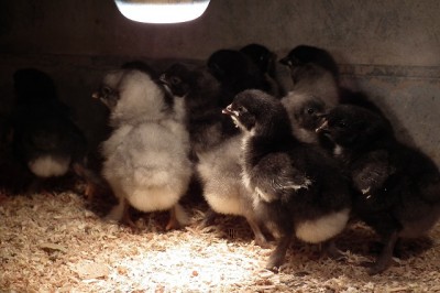 011.JPG (137.44 KiB) Osservato 1152 volte 011.JPG