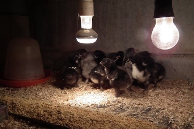 013.JPG (144.06 KiB) Osservato 1152 volte 013.JPG