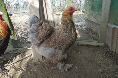 003.JPG (201.74 KiB) Osservato 891 volte 003.JPG