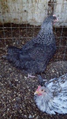 IMG_20150113_160937 rid.jpg (167.17 KiB) Osservato 890 volte IMG_20150113_160937 rid.jpg