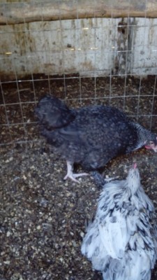 IMG_20150113_161042 rid.jpg (159.43 KiB) Osservato 890 volte IMG_20150113_161042 rid.jpg