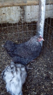 IMG_20150113_161109 rid.jpg (171.74 KiB) Osservato 890 volte IMG_20150113_161109 rid.jpg