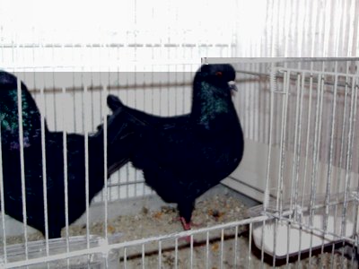 PIC03227.JPG (73.51 KiB) Osservato 1446 volte PIC03227.JPG