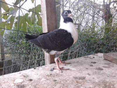 20131024_180316.jpg (198.62 KiB) Osservato 809 volte 20131024_180316.jpg