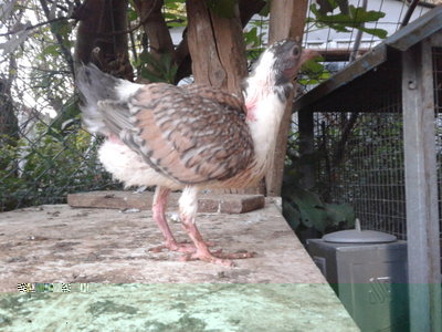 20131024_180929.jpg (178.67 KiB) Osservato 809 volte 20131024_180929.jpg