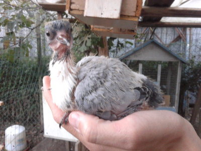 20131024_181037.jpg (143.58 KiB) Osservato 809 volte 20131024_181037.jpg