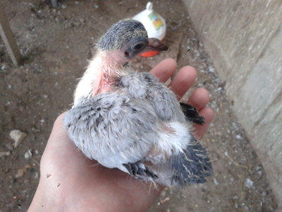 20131024_181242.jpg (140.89 KiB) Osservato 809 volte 20131024_181242.jpg