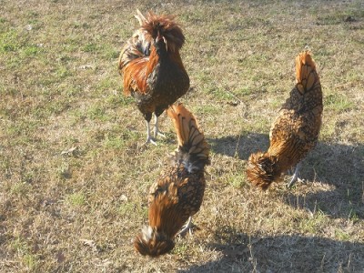 026.JPG (205.65 KiB) Osservato 677 volte 026.JPG