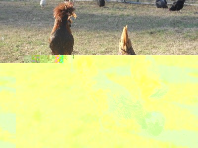 027.JPG (188.98 KiB) Osservato 677 volte 027.JPG