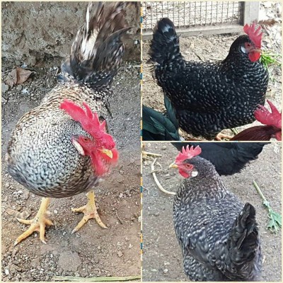 19225284_685005871688180_6425649033413696587_n.jpg (216.28 KiB) Osservato 2368 volte 19225284_685005871688180_6425649033413696587_n.jpg