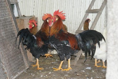 2010 / DSC01638_1024x685.JPG DSC01638_1024x685.JPG