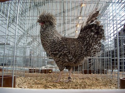 Padovana sparviero M.JPG (418.8 KiB) Osservato 1891 volte Padovana sparviero M.JPG