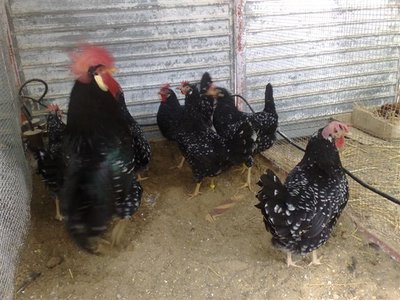 02012012663.jpg (96.13 KiB) Osservato 815 volte 02012012663.jpg