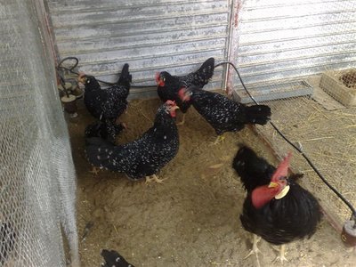 02012012666.jpg (96.17 KiB) Osservato 815 volte 02012012666.jpg