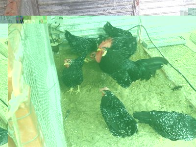 02012012668.jpg (96.5 KiB) Osservato 815 volte 02012012668.jpg