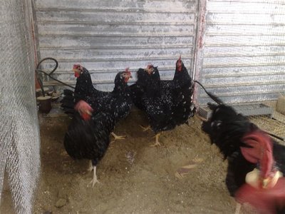 02012012664.jpg (85.08 KiB) Osservato 815 volte 02012012664.jpg