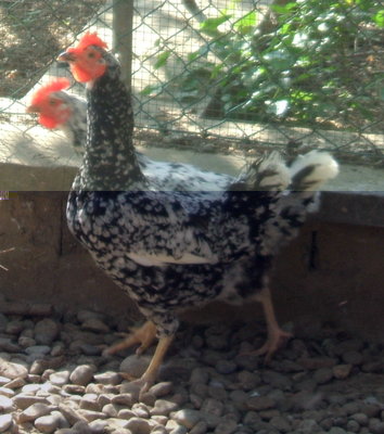 piemontese millefiori2 .jpg (267.54 KiB) Osservato 6428 volte piemontese millefiori2 .jpg