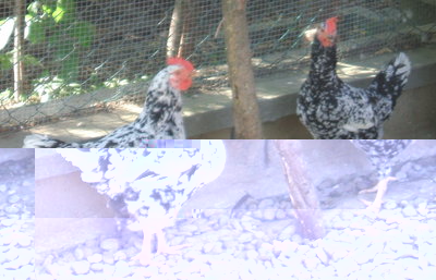 piemontese millefiori5.jpg (1.38 MiB) Osservato 6428 volte piemontese millefiori5.jpg