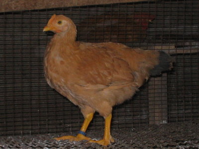 IMG_3569.JPG (99.42 KiB) Osservato 1108 volte IMG_3569.JPG