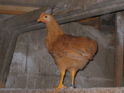 IMG_3566.JPG (104.98 KiB) Osservato 1108 volte IMG_3566.JPG