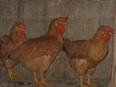 IMG_3585.JPG (105.5 KiB) Osservato 1107 volte IMG_3585.JPG