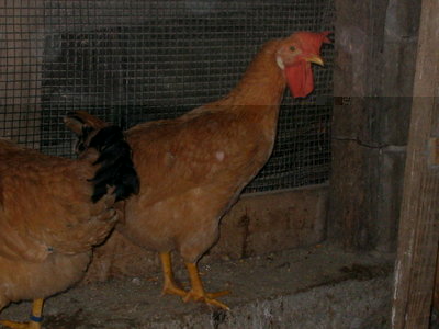 IMG_3576.JPG (104.85 KiB) Osservato 1107 volte IMG_3576.JPG