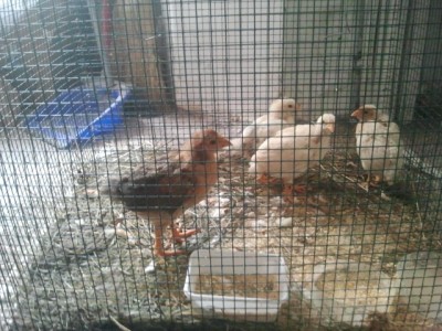 Pulcini.jpg (241.4 KiB) Osservato 837 volte Pulcini.jpg