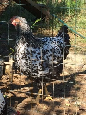 robusta.jpg (116.36 KiB) Osservato 1082 volte robusta.jpg