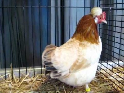 hqdefault.jpg (22.84 KiB) Osservato 951 volte hqdefault.jpg