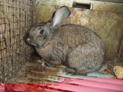 DSCF2952.JPG (147.57 KiB) Osservato 1340 volte DSCF2952.JPG