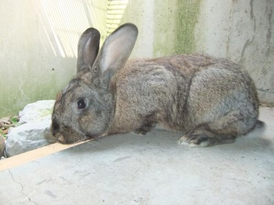 DSCF2961.JPG (99.01 KiB) Osservato 1340 volte DSCF2961.JPG