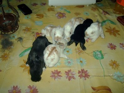 17.5.10.JPG (50.53 KiB) Osservato 1023 volte 17.5.10.JPG